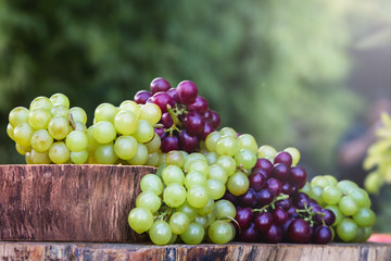 Concept of party or decoration with fruits. Beautiful assorted grapes on rustic wooden trunk, natural grapes direct from producer.