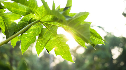 Sun rays over papaya leaf close up