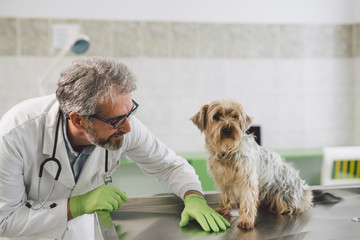 pet doctor examines dog at the veterinary clinic