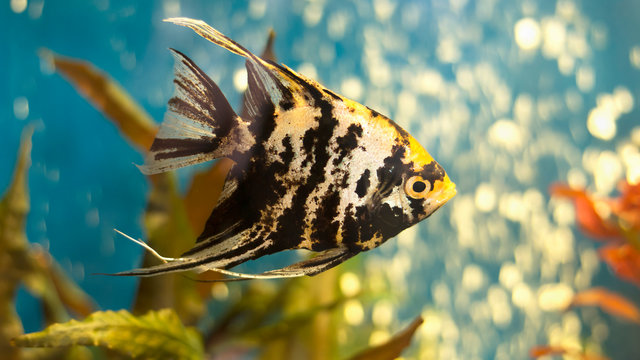 Angelfish or freshwater angelfish in blue water of aquarium. Pterophyllum scalare. 16:9 format
