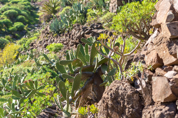 Spurge and prickly pear on the long distance trail from the village El Cercado down the Argaga ravine to the Valle Gran Rey on the canary island La Gomera