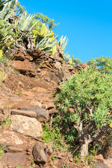 On the long distance trail from the village El Cercado down the Argaga ravine to the Valle Gran Rey on the canary island La Gomera