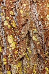 Tree bark texture. Nature wood background. Tree bark background with moss.