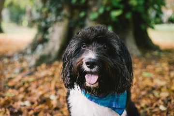 Black and white scruffy dog wearing bandana sitting on autumn leaves