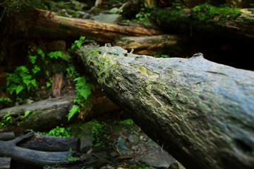 Fototapeta na wymiar Tree bark texture. Nature wood background. Tree bark background with moss.