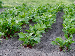 growing vegetables in the ground. red beetroot