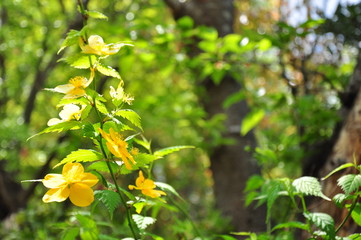 初夏の黄色い花