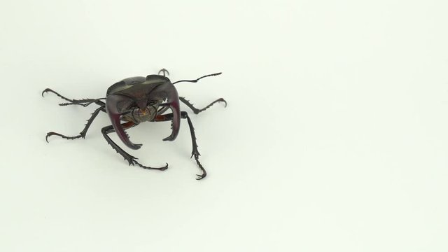 Lucanus cervus on white screen