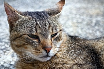 Tired cat relaxing on the terrace floor.