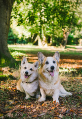 Two Corgi dogs at the park on sunny day beside tree