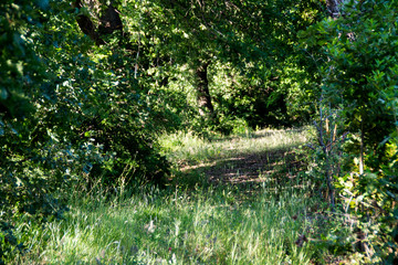 Strada di campagna