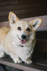 Older Corgi dog on bench at park