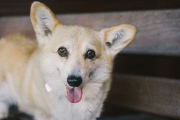 Older Corgi dog on bench at park