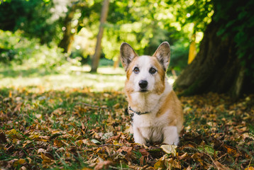 Two Corgi dogs at the park on sunny day