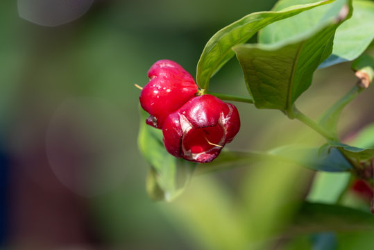 Red fruits of water apple, Syzygium aqueum, on the branch
