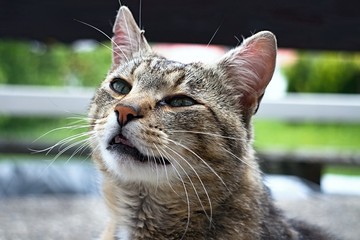 Cute and friendly expression of the cat in the portrait.