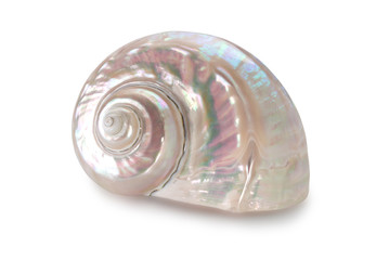 Sea shells on a white solated background