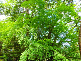 Fototapeta premium 樹木、街路樹、公園、樹皮、太陽