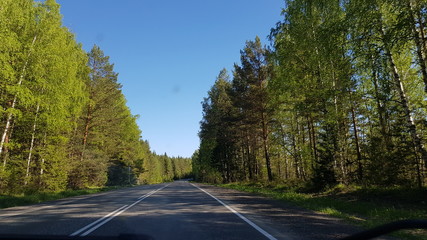 Obraz premium road in forest