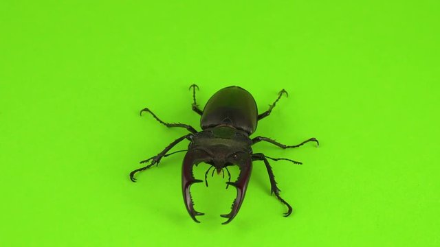 Lucanus cervus on green screen