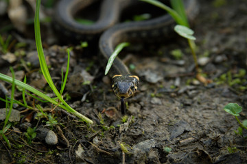 Natrix, Snake, Colubridae in the forest, close up.