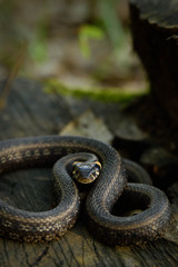 Natrix, Snake, Colubridae in the forest, close up.