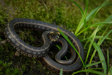 Natrix, Snake, Colubridae in the forest, close up.