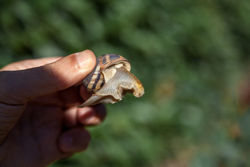 Нand is holding  snail on green background