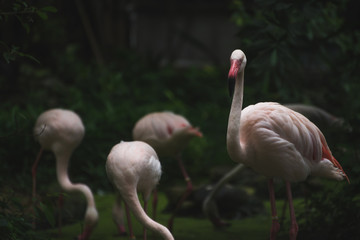 Flamingo in the zoo.