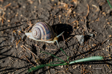 Snail crawling on ground