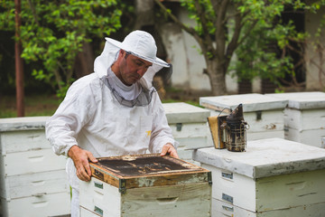 worker in protective clothes opening bees hive