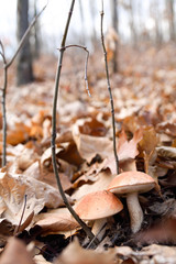 White mushrooms in the autumn forest on the background of yellow leaves
