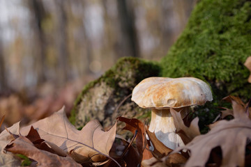 White mushrooms in the autumn forest on the background of yellow leaves