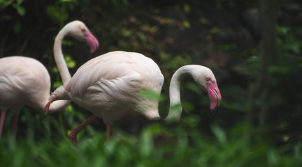 Flamingo in the zoo.