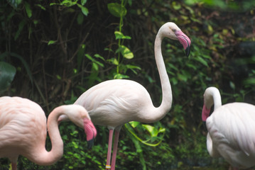 Flamingo in the zoo.