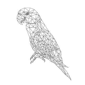 recommend clip art: polygonal black line of parrot, polygon triangle animal, bird vector illustration