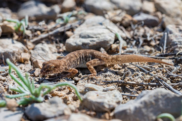 Close up cute small Even-fingered gecko genus Alsophylax on ground