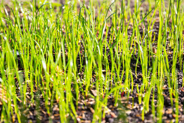 Grass seeds begin to grow on the soil in the garden