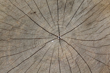 Struktur eines Baumstamms	