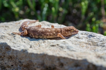 Close up cute small Even-fingered gecko genus Alsophylax on stone