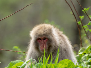 新緑の季節のニホンザル