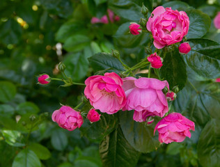 pink rose in a summer garden against a background of green leaves