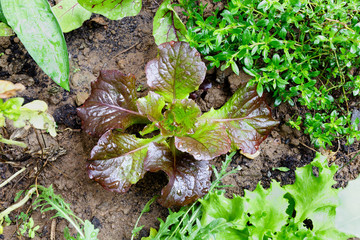 green pickle salad in the bed