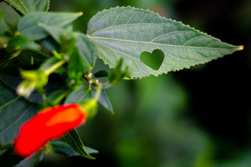 A heart is a symbol of love, happiness, freedom and well being.