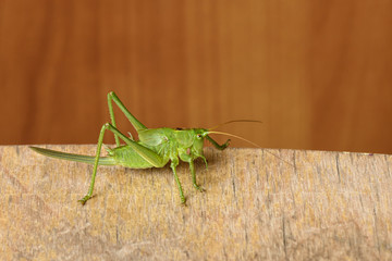 green grasshopper sitting on a wooden Board isolated closeup