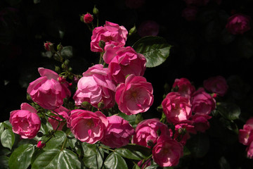 bunch of beautiful pink roses on black background in nature