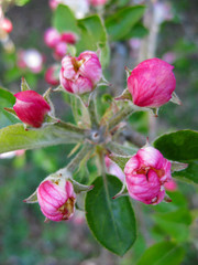 Blütenknospe amalten Apfelbaum - Niederösterreich, Manhartsberg, Maissau