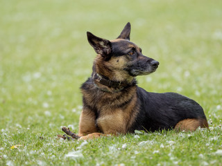 Crossbreed German shepherd sitting in a natural park