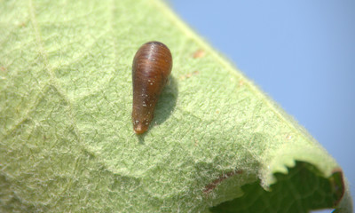 chrysalide de coccinelle sur une feuille de jardin