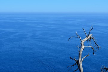 Fototapeta premium the mediterranean sea with branch